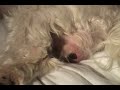Cuccioli di Cane Maltese Appena Nati : Allattati con Biberon! Video Animali