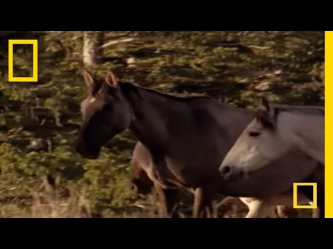 Wild Horses Kick Butt