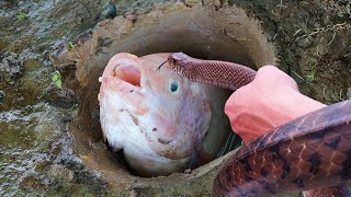Experiment Fish Vs Snake - Drop Big Python Into The Cave Catches A Lots Of Fish
