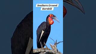 Southern Ground Hornbill