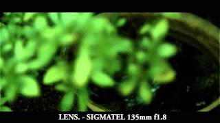 Sigmatel Lens