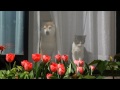 網戸越しの猫と柴犬とチューリップ Cat☆Shiba☆Tulip