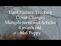Hard Surface Tracking Mal Puppy 15 weeks old