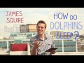 Do Dolphins Sleep? - Greg Foot Answers Your Question - Head Squeeze