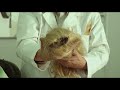 La danza de la realidad (2013) Picture Clips Picture Clips