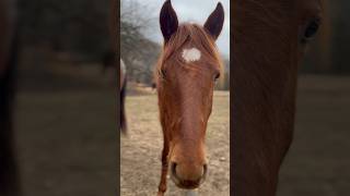 Will Karen Touch The Camera? Part 1 #Shorts #Horse #Horselover #Equine #Animals #Horselife