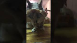 Its An In-Bread Cat