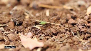 Watch a baby aphid catch a piggyback ride to safety | Science News