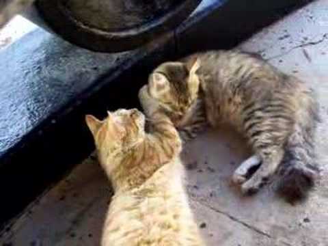 Two cats fighting. Two cats fighting. 2:21. These are my two cats fighting with each other. Quite funny :) 2 cats fighting. 2 cats fighting funny pictures of cats fighting. Two cats fighting. Two cats fighting. 2:21. These are my two cats fighting with each other. Quite funny :) 2 cats fighting. 2 cats fighting