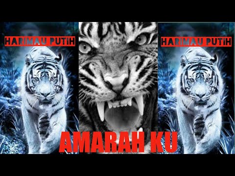 charisteas#story wa macan putih(AMARAHKU) #story kata bijak