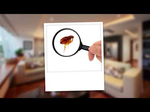 Video - How to Get Rid of Fleas