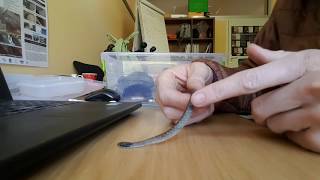 Treating An Injured Wild Snake