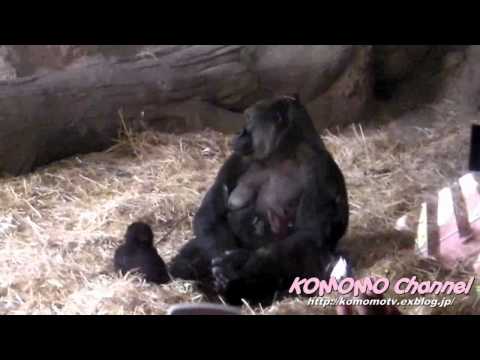 ＃6 Baby Gorilla @ Ueno Zoo  間近です