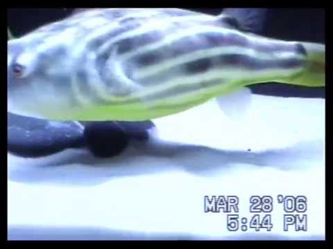 Fahaka Puffer Fish Vs. Crayfish