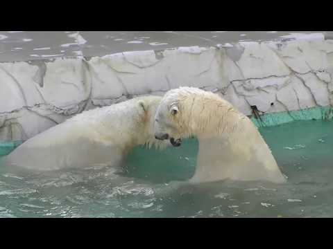 愛を語り合うホッキョクグマ（東山動植物園）