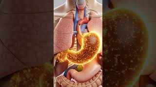 What Happens When You Eat Chikoo Sapodilla? 3D Anatomy Animation