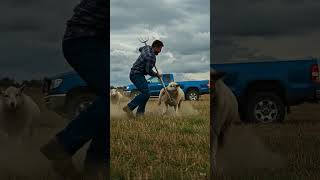 Farmer Jumps To Save His Sheep From A Vicious Dog Attack