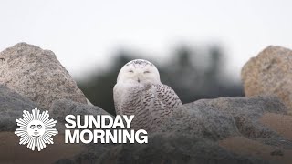 Nature: Snowy owls