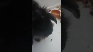 My Bunny Is Funny Part 2
