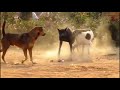 Street Dogs mating video || Dogs meeting
