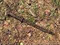 WWII Relics found with magnets on the Eastern Front