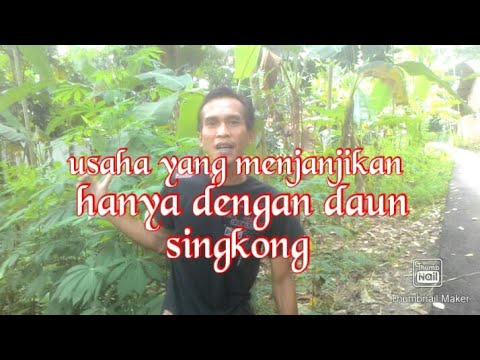 daun singkong yang menjanjikan