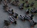 Hungry Mob of Ducks in Burnaby's Central Park