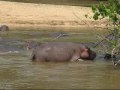 Hippos Mating