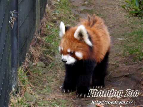 Red Panda 2009 健健18歳 その2@八木山Zoo