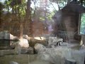 Video Пингвины в зоопарке