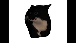 Maxwell Cat Spinning To Maniacs Of Noise