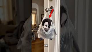 Top 3 Cutest Rare Animals Youve Never Seen Before