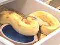 Title:SnakeBytesTV- more feeding Description:you guys asked for it, so here it is.. nonstop feeding.. everything and anything :) www.snakebytes.tv http Brian's daily blog - www.snakebytes.tumblr.com http The Chew Crew - www.myspace.com GET YOUR SNAKEBYTES SWAG AND THE NEW DVD - www.bhbreptiles.com or http