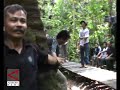 image Pohon Ulin Tertua Di Hutan Kalimantan