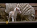 Schmallenberg virus worrying Europe's farmers