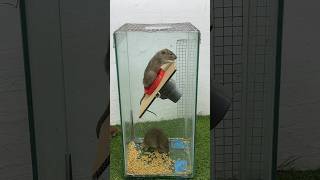 The Idea Of ​​Making Your Own Mouse Trap Is Extremely Simple At Home #Rat #Rattrap #Mousetrap