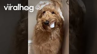 Goldendoodle Gets Into The Coffee Pods || Viralhog
