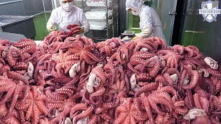 역대급 생산현장! 한번에 2,000KG 생산하는 자숙문어 대량생산 / Parboiled Octopus Mass Production - Korea Seafood Factory