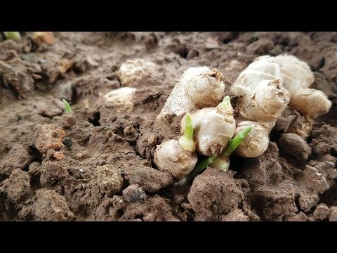 Trồng gừng - Bí quyết giúp gừng nảy mầm nhanh - Growing ginger - The fastest way to sprout