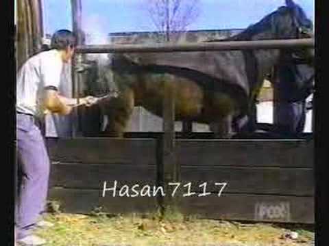 funny video clips. Funny Video Clips - Horse