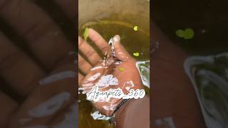 Zebra Fish Breeding Podalama How To Breed Zebra Fish In Tamil Zebra Fish Egg