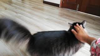 Aksi Manja Dan Gedik Kucing Ekor Kembang Apabila Diusap Kepala Dan Badannya Yang Gemuk