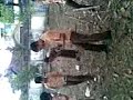 Banjarmasin Membara 2 images Banjarmasin Membara 2