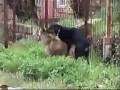gay animals