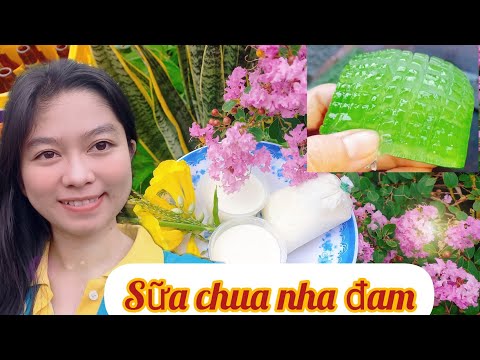 Cách làm sữa chua nha đam