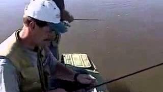 Жерех. Рыбалка На Ахтубе