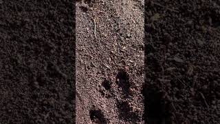 Pata De Camelo