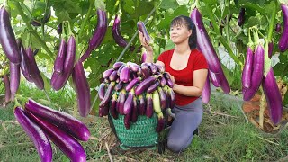 Harvesting Eggplant Goes To Countryside Market Sell, Off Grid Farm Phương - Free Bushcraft
