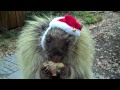 Teddy, the talking porcupine, wishes you a Merry Christmas!