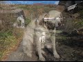 Inside Fukushima's empty villages